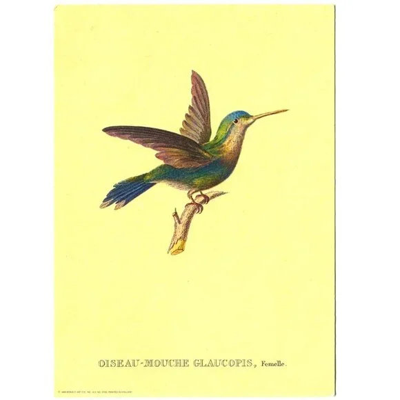 Oiseau-Mouche Glaucopis Hummingbird Print – 1969 Donald Art Co 5x7 Lithograph - Picture 1 of 2